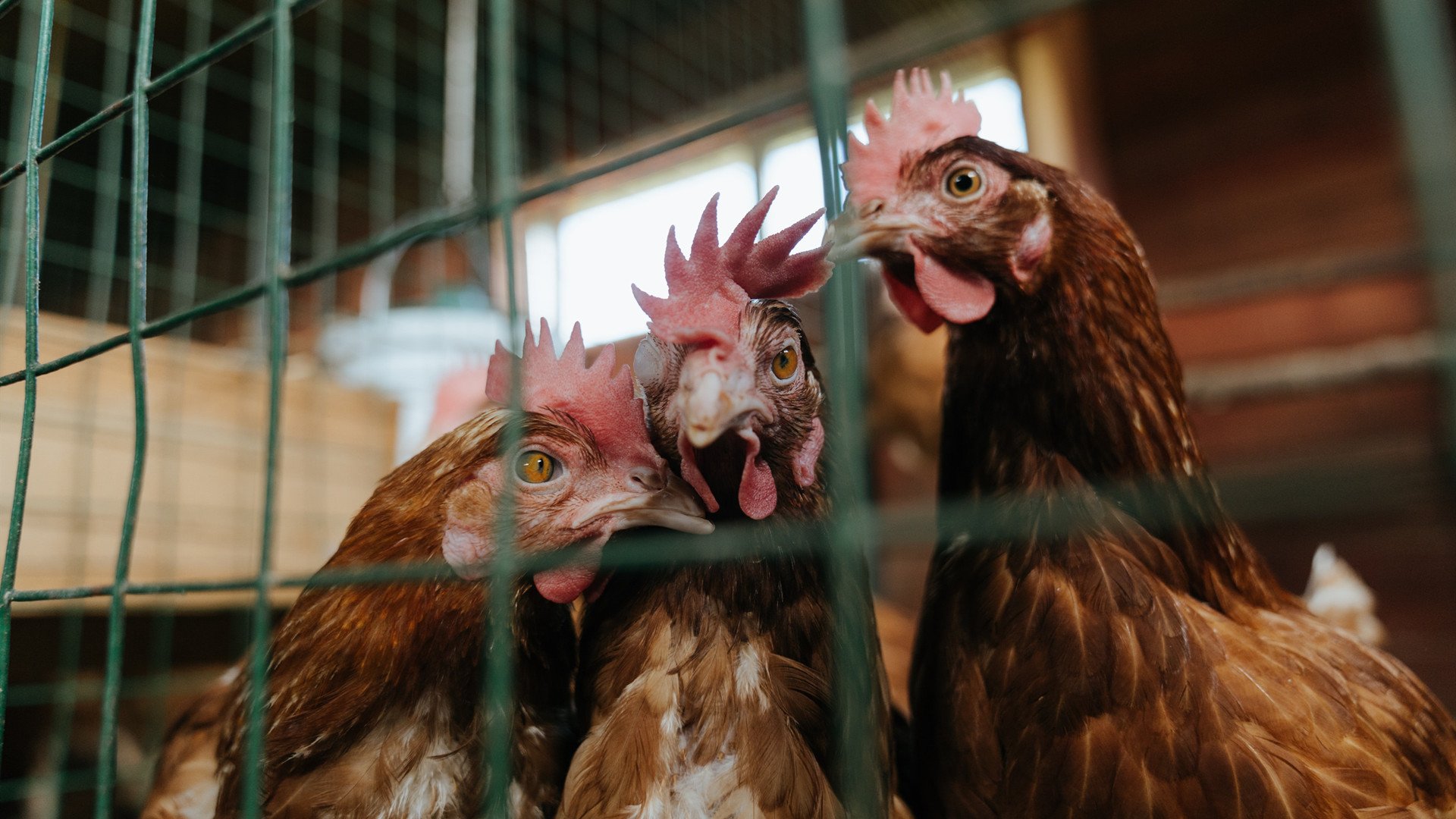 死神归来,杜兰特关键时刻一锤定音,篮网险胜马刺