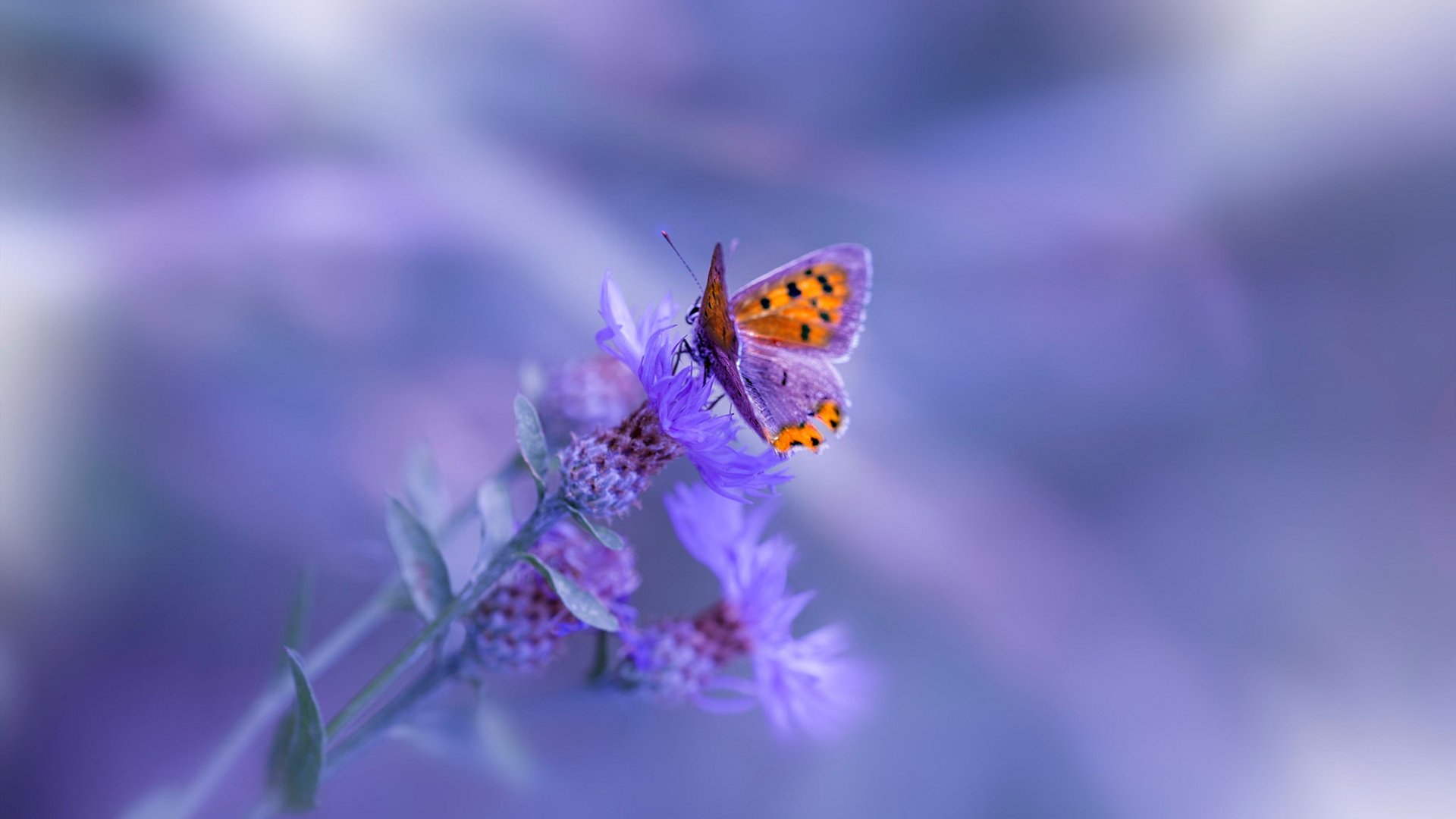 开云体育官方网站-布克教科书式表现完美演绎，老鹰一箭穿心客场擒猛龙