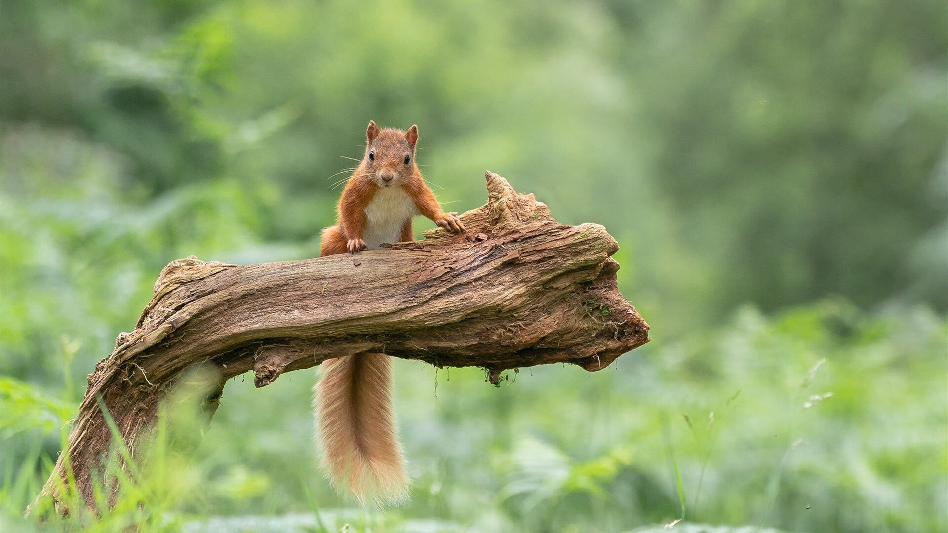 开云体育官网-蜂群突袭，贝恩如何用一波流将魔术防线撕成碎片？