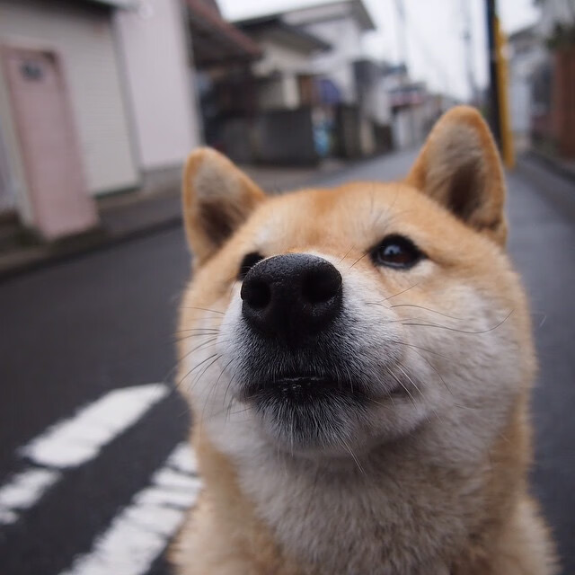 黄蜂队横扫广厦队,爱德华兹狂砍统治级数据引爆篮球界
