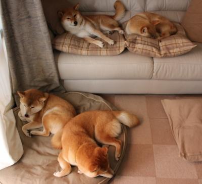 铁血熔炉与自由灵魂,德国强压体系下,哈弗茨如何成为关键先生