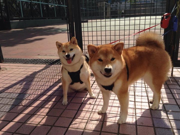 开云体育下载-王朝兴衰，奇才压制湖人，库里在总决赛登基成神