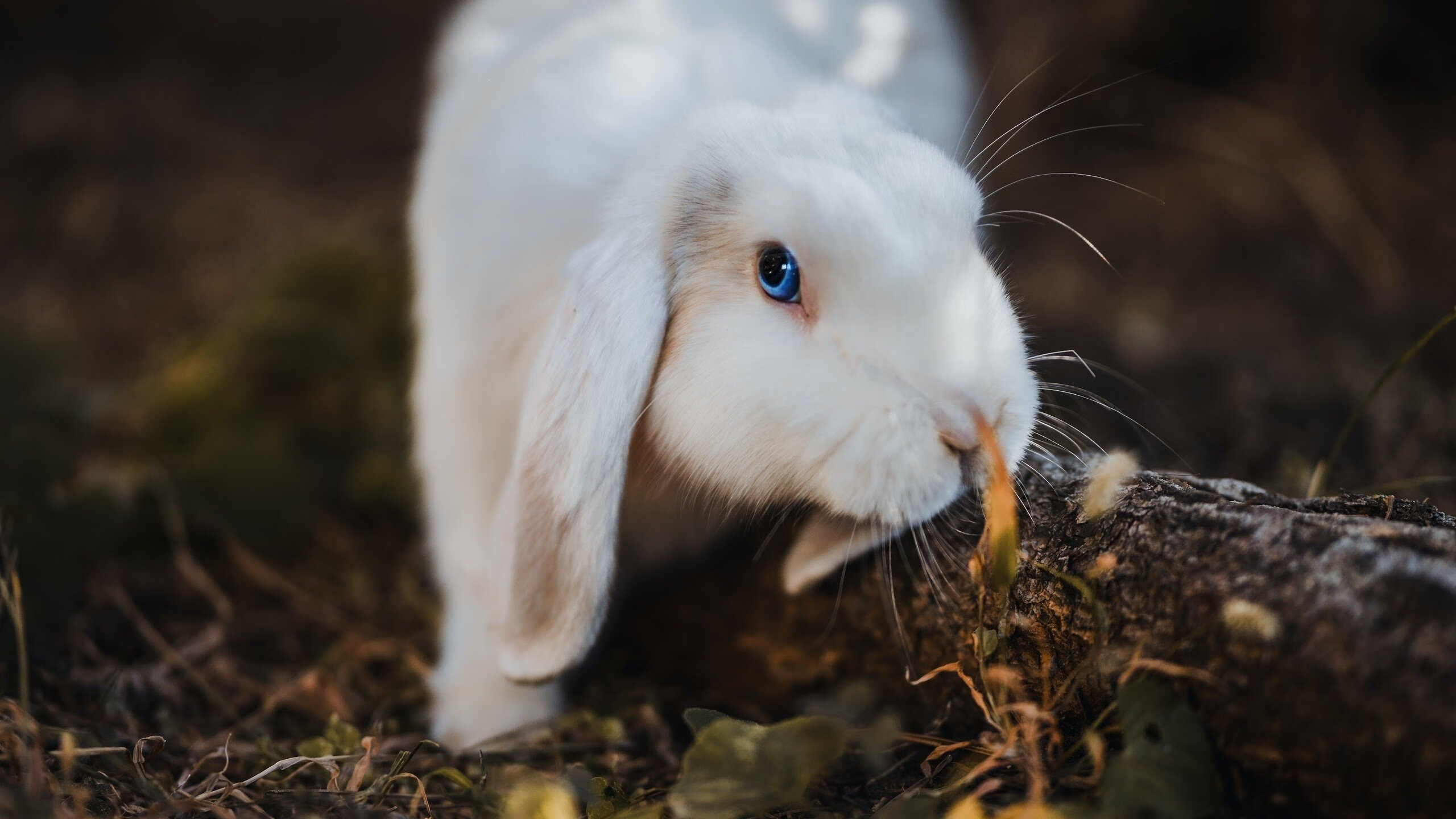欧洲力量对决,法国队在加时鏖战中险胜勒沃库森