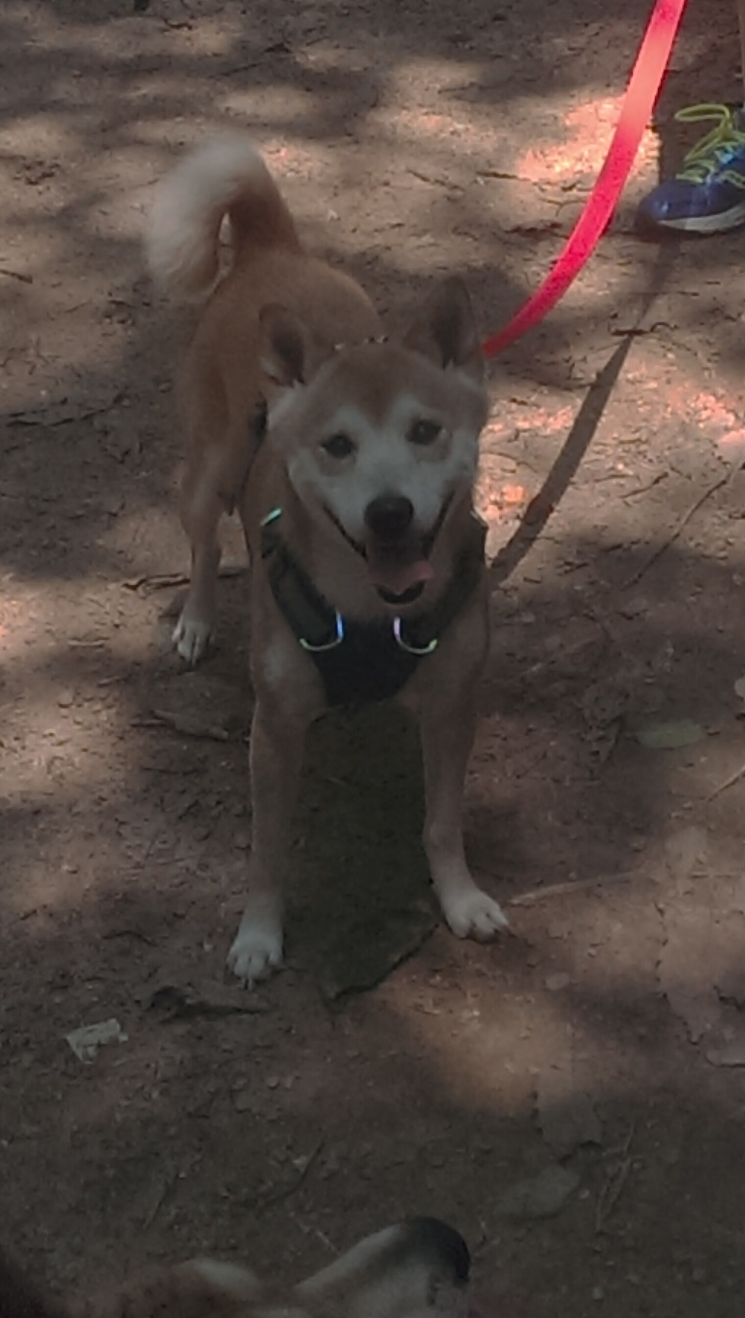 阿克一锤定音,尼斯主场力擒厄瓜多尔彰显强队本色