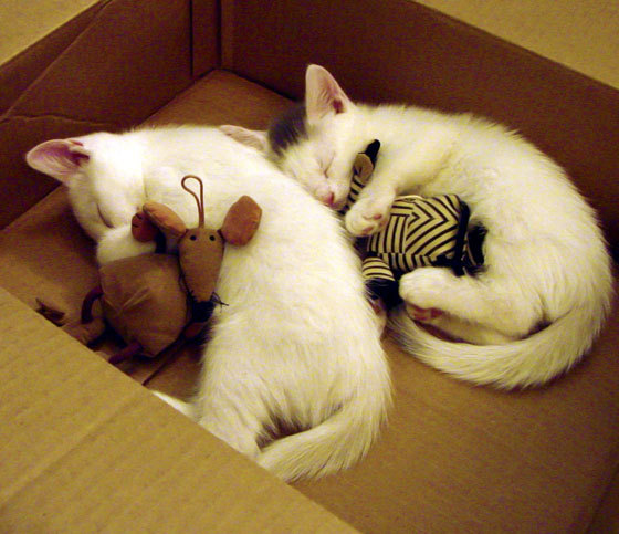 铁腰的觉醒与黄潜的棋局,当卡塞米罗遇见塞内加尔式困局的破解之道