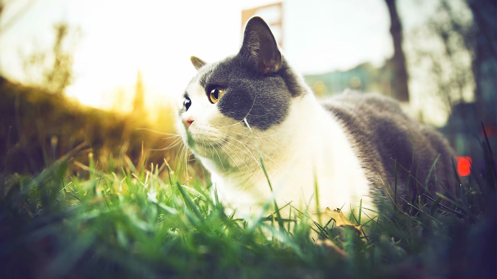 开云体育APP下载-塔图姆东决封神！凯尔特人魔术般压制马刺式防守