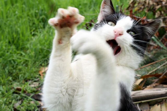 萨内爆发闪耀赛场,沙特压哨击败奥地利—足球世界里的激情与悬念