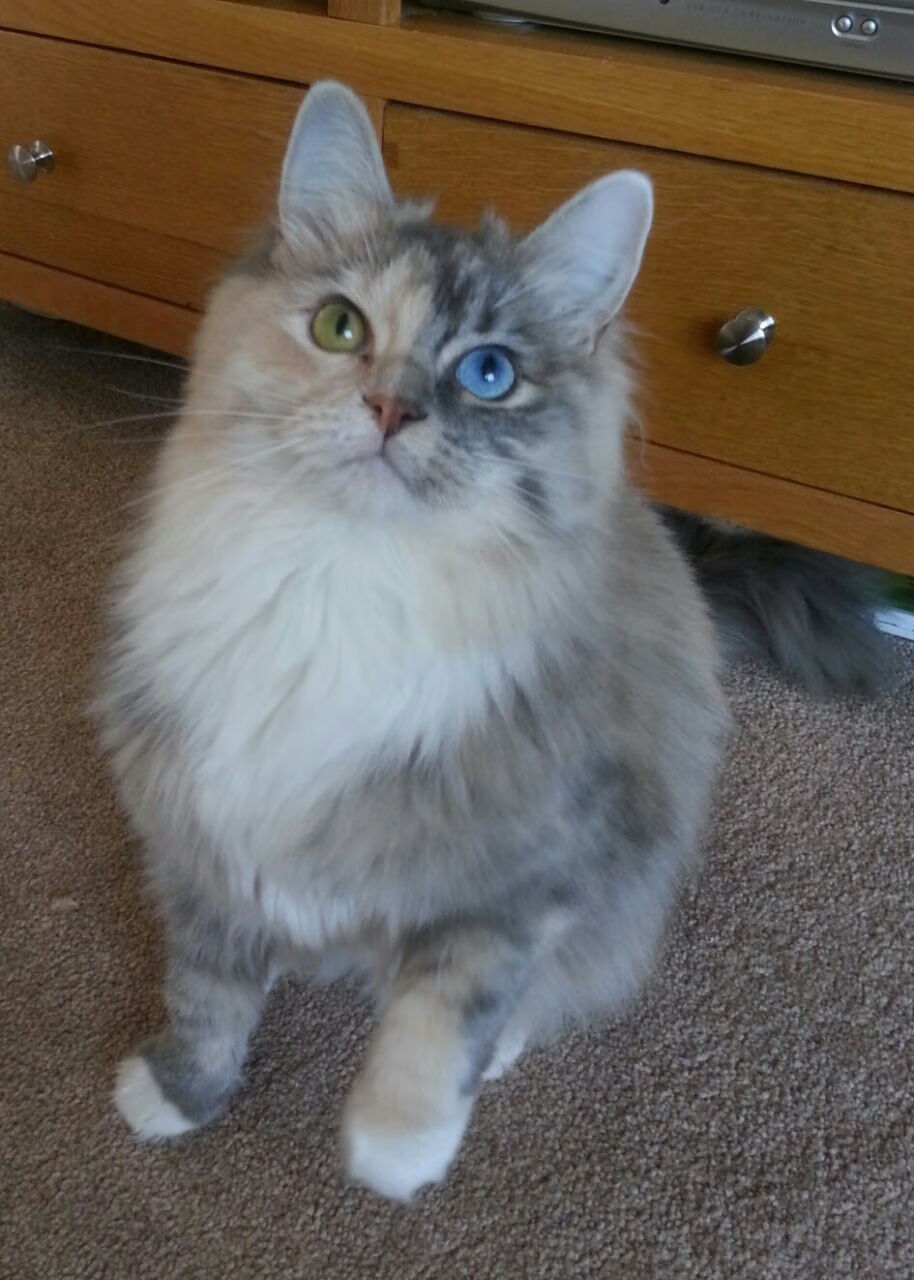 当雄鸡啼破冰封，里昂用一场融化之战写下欧冠新篇