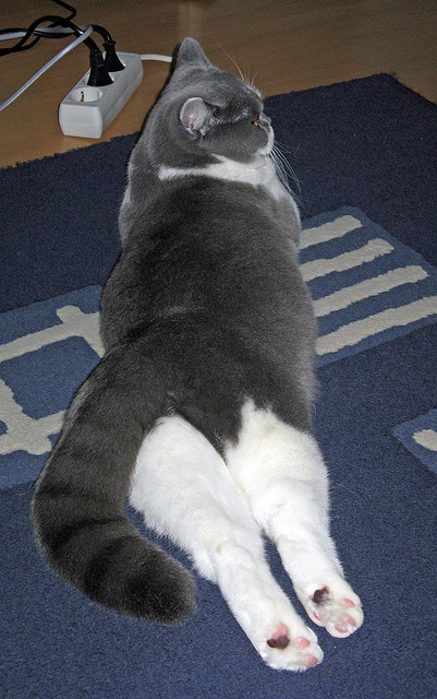 银箭双璧，布鲁诺攻防两端的绝对统治，如何一夜间重塑F1王权？