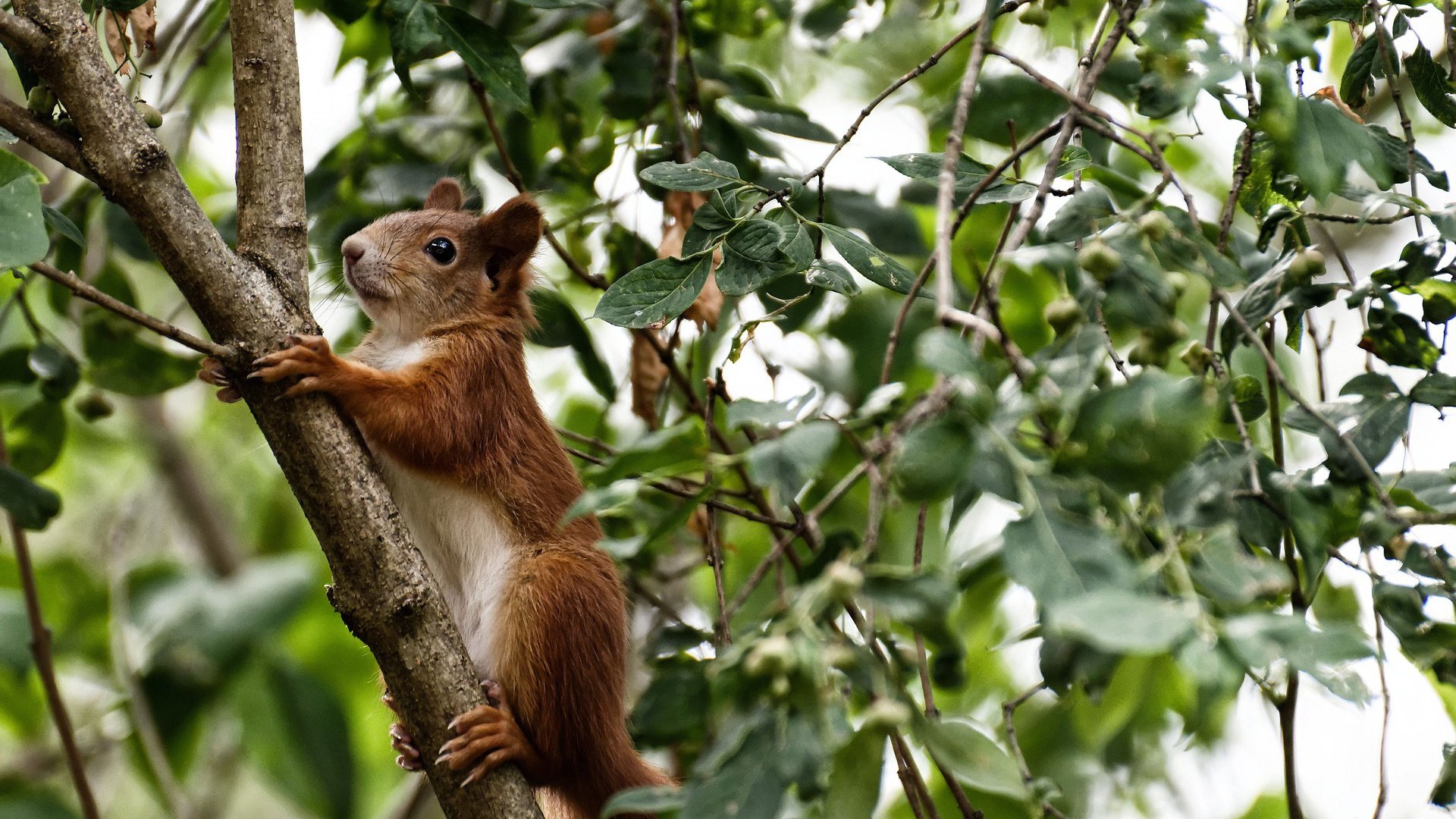 开云体育-浙江队力挫爵士创奇迹，班凯罗关键先生虽败犹荣