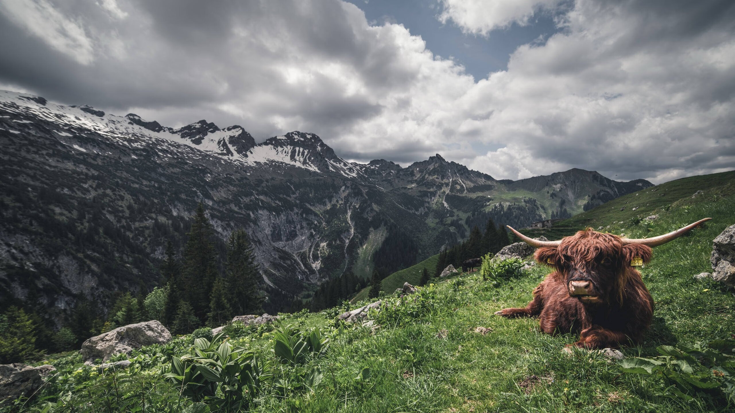 开云体育官网-欧冠决赛焦点战，莱比锡红牛如何带走了冰岛？