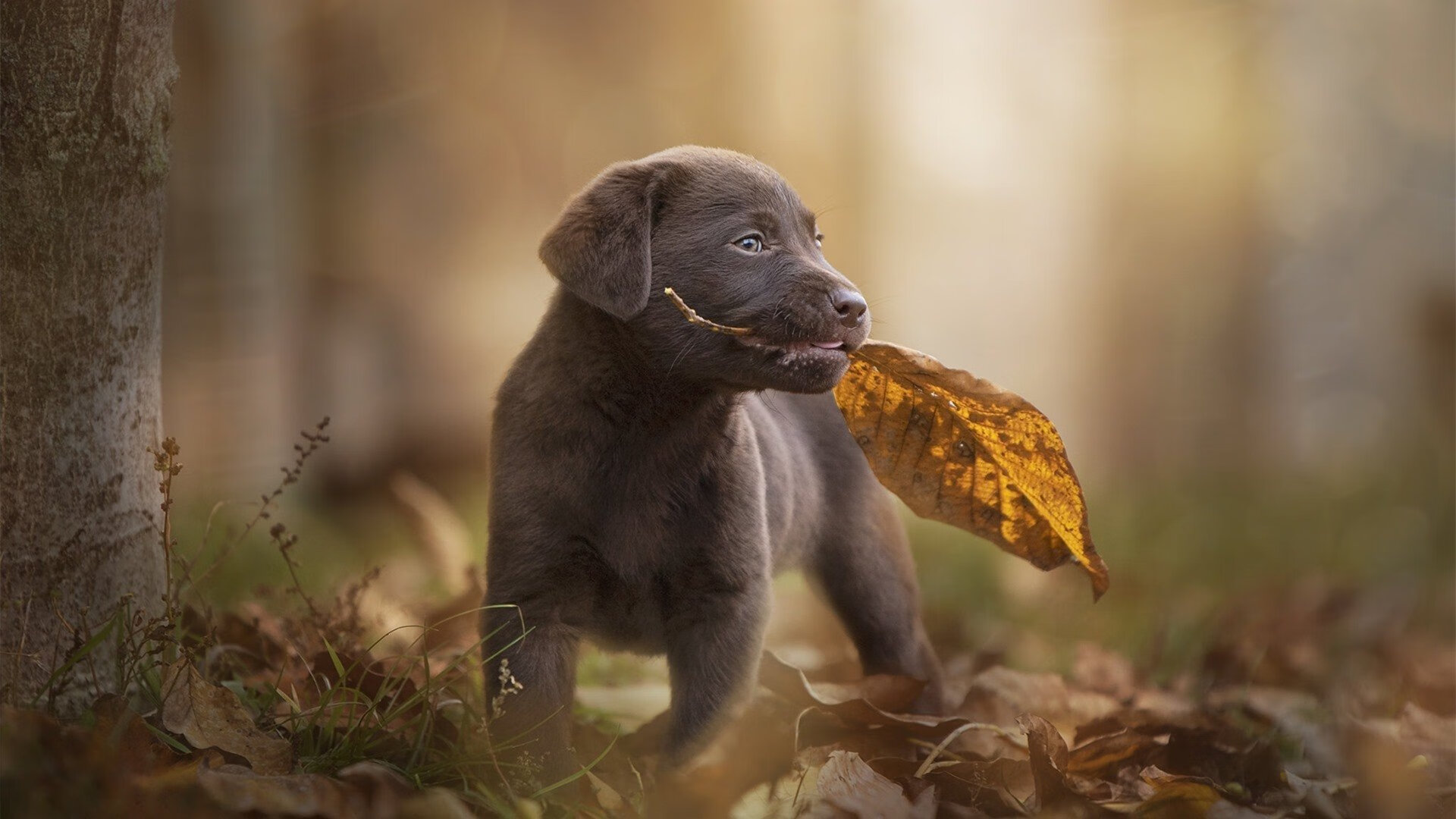 文班亚马跨洋降维打击！37分狂潮撕碎山西，冠军基因初现峥嵘