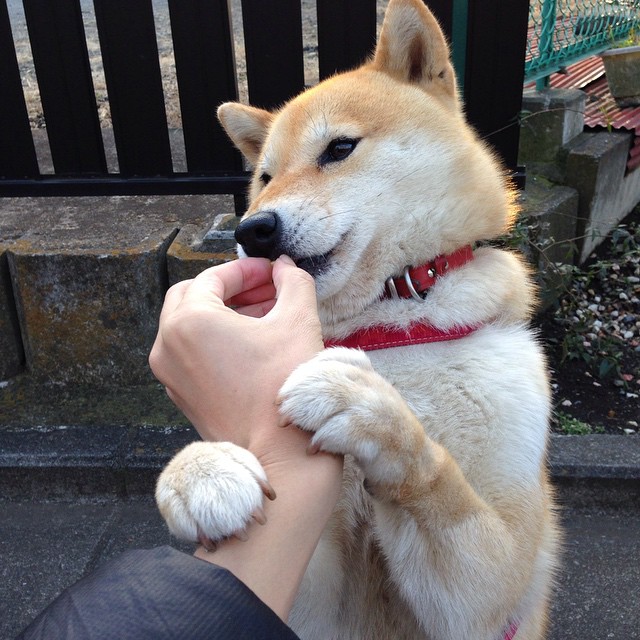 开云体育官网-跨越领域的激情，NBA总决赛焦点战与罗马速胜尼日利亚的体育启示