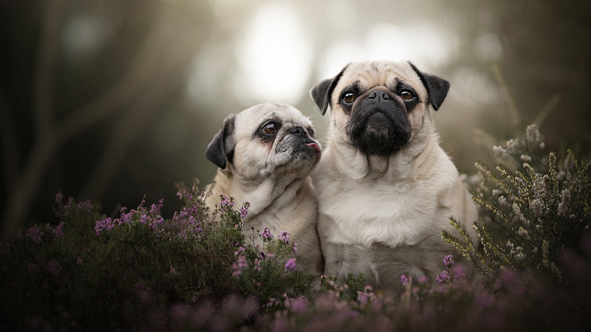 铁血霍勒迪，灰熊撕裂魔术背后的奥运宣言