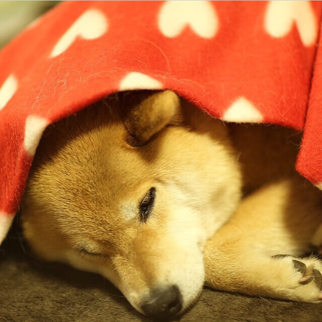 鹈鹕轻取凯尔特人显团队实力,拉文奥运关键战接管比赛展巨星风范